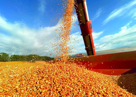 Exportações de milho seguem 27,4% abaixo de 2025 em agosto