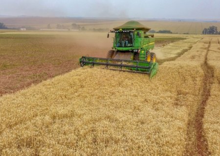 Importações de trigo aumentam em julho com produto argentino mais competitivo