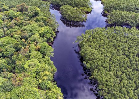 Pouco explorada, biodiversidade brasileira pode abrir nova fronteira para a indústria de alimentos