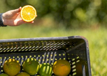 Laranja azeda de MS atrai investimento francês para produção de óleos essenciais