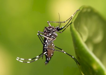 Boletim Epidemiológico: MS registra 10.041 casos confirmados de chikungunya