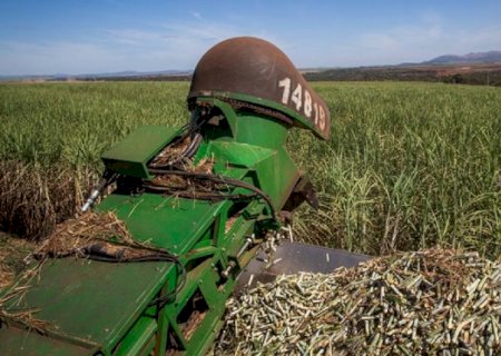Produção de cana no Brasil pode amenizar déficit de açúcar no mundo