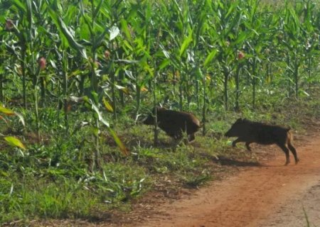 Enquanto colheita avança, javalis provocam danos em lavouras de milho de MS