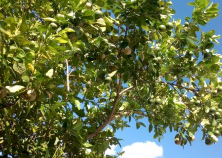 Temperaturas chegam a 38°C e regiões de MS entram em alerta para vendaval
