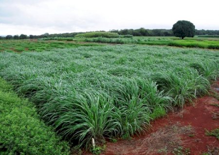 Forrageiras podem elevar produtividade da soja em 15% e gerar retorno de US$ 198 por hectare