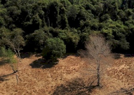 Depois da COP17, Brasil é cobrado a efetivar metas de restauração