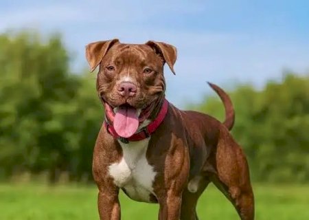 Criança de 8 anos fica gravemente ferida após ataque de pit bull