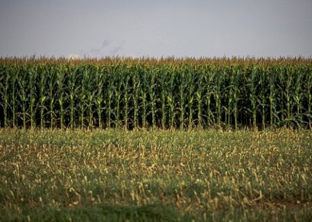Frio e demanda influenciam mercado do milho