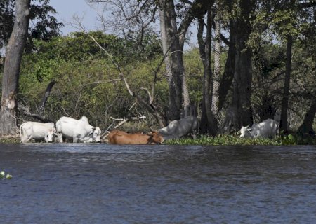No ritmo das águas, pecuária do Pantanal tenta transformar conservação em renda
