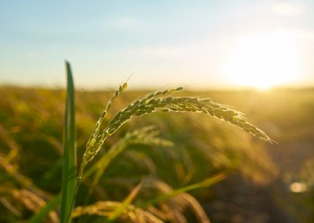 Arroz Tipo 1 tem diferença de 143% na mesma gôndola