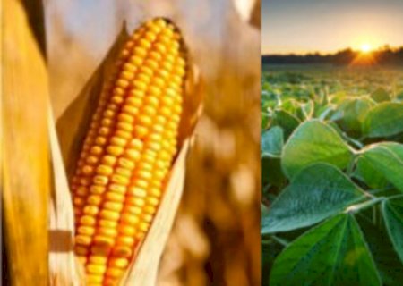 USDA revisa projeções de oferta para milho e soja dos EUA no mercado mundial