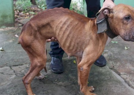 Tutor é preso após manter cadelas em situação extrema de maus-tratos em MS
