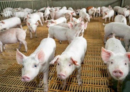 Abate de suínos cresce 16% e chega a 2,1 milhões de animais em MS