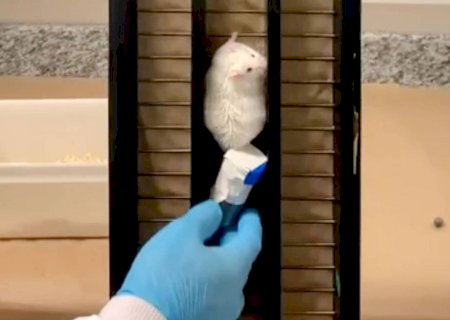 Musculação faz células de gordura encolherem antes mesmo da perda de peso