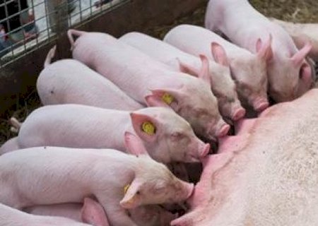Perdas gestacionais na suinocultura exigem atenção para reduzir prejuízos aos produtores