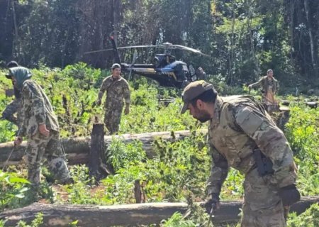 Operação destrói 222 hectares de maconha em reservas naturais