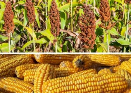 Como o etanol de milho e o biodiesel reduzem custos na pecuária