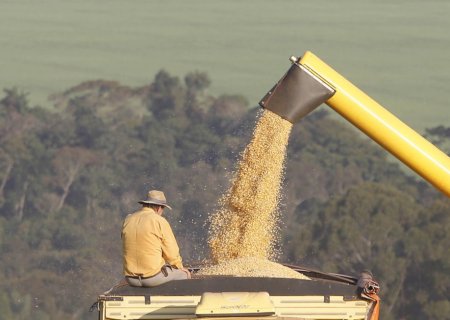 Milho recua no mercado brasileiro com menor demanda dos compradores
