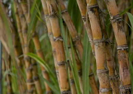 El Niño acende alerta para perdas na cana-de-açúcar e queda no teor de açúcar