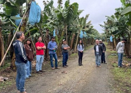 Bananicultura exige gestão de solo, clima e pós-colheita eficiente