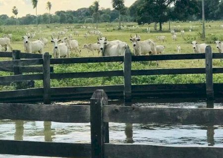 Terras rurais no Pantanal custam até 31 vezes menos que em áreas agrícolas