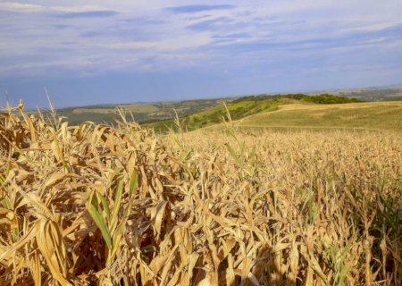 Mudanças climáticas elevam riscos para agricultura e economia global