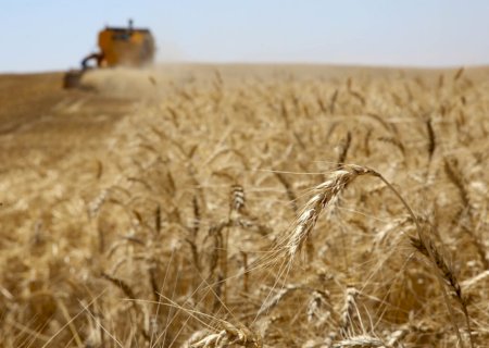 Trigo acumula valorização de 3,59% no Paraná em agosto