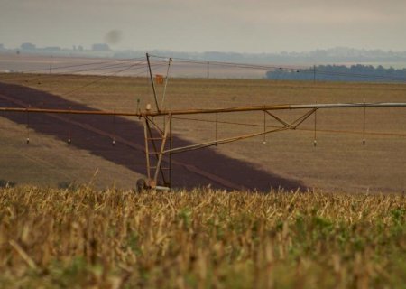 Colheita do milho 2ª safra chega a 94,9% da área acompanhada em Mato Grosso do Sul