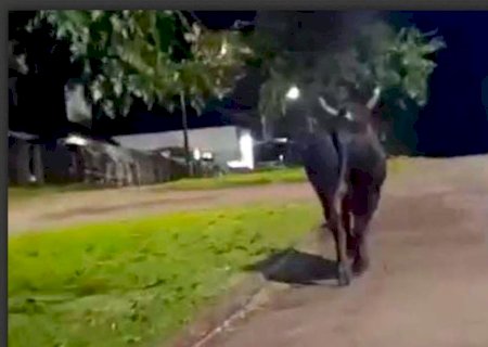Touro escapa de rodeio e mata mulher durante fuga pelas ruas no PR