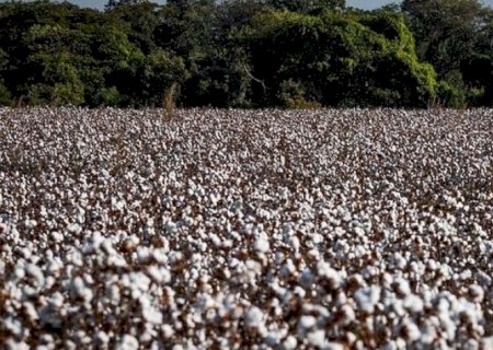 Área de algodão deve cair em 2025/26, mas produção será maior