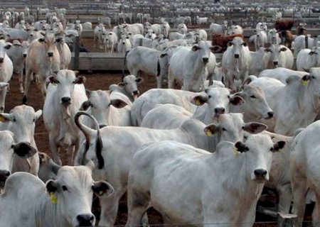 Virada do ciclo pecuário deve reduzir abate e produção de carne bovina no Brasil em 2027
