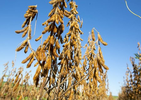 Embrapa identifica tolerância a sulfonilureias em 15% das cultivares de soja avaliadas