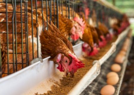 Estratégias nutricionais e uso de enzimas reduzem perdas e melhoram desempenho de poedeiras
