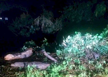 Chuva e vento forte derrubam árvores e causam transtornos na MS-141 entre Ivinhema e Angélica
