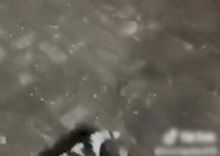 Mulher é presa após ser flagrada agredindo filhote de cachorro a chutes