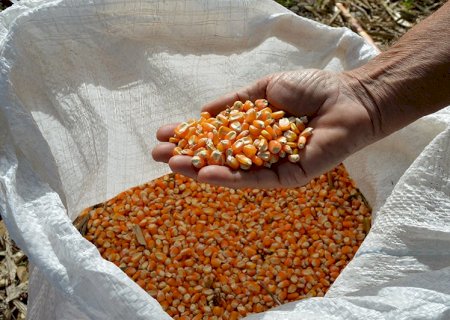 Produtividade do milho safrinha cai cinco sacas por hectare