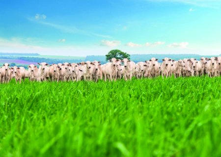 Agropecuária ocupa 69% do território do Paraná, aponta levantamento do Ipardes