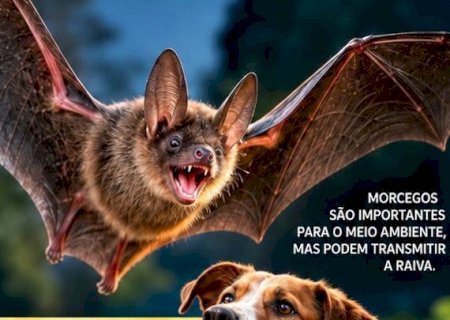 Taquarussu realiza campanha de vacinação antirrábica de cães e gatos no dia 16 de outubro