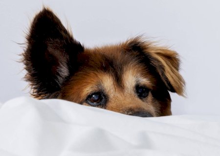 Como posso tirar meu cachorro da cama sem prejudicar nosso vínculo?