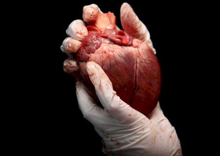 Coração de doador mais velho parece rejuvenescer ao ser transplantado em paciente mais jovem
