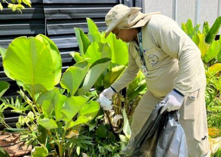 MS registra 10,6 mil casos confirmados de chikungunya neste ano