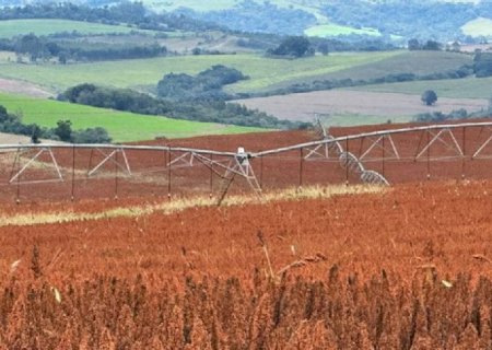 Antes desprezado,sorgo vira negócio da China com exportações e custo menor