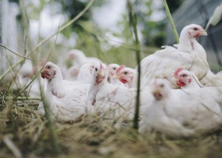 Milho em alta e frango no mercado interno desafiam avicultura em 2027