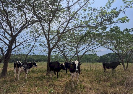 Espécie nativa de árvore melhora saúde do solo ao ser integrada a pastagens