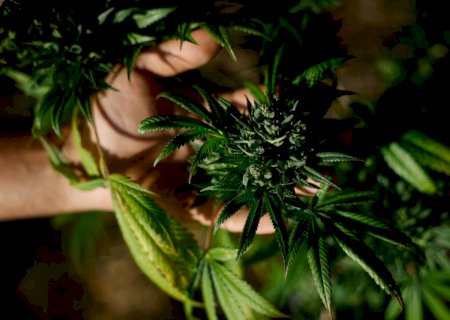 Planos de saúde não são obrigados a cobrir tratamento com Cannabis medicinal, decide STJ