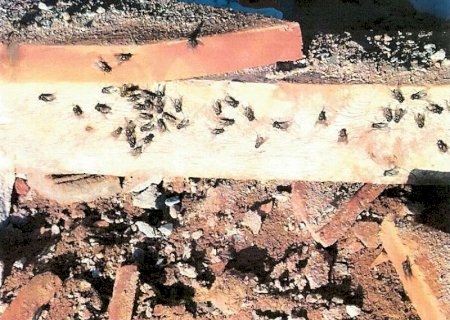 Infestação de larvas e moscas em Ivinhema leva MPMS a investigar granja avícola