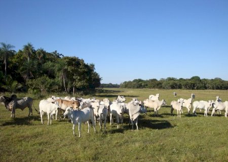 Bezerros somem e rastros de caminhão levantam suspeita de furto