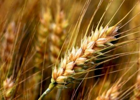 Safra de trigo enfrenta perdas e pressão na oferta
