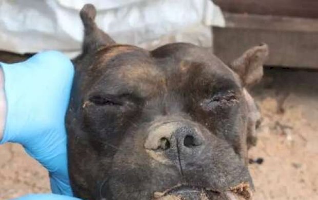 Dupla é presa após invasão, morte de cão e camionete incendiada em MS